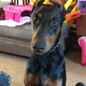 Meet your Posher, Desiree